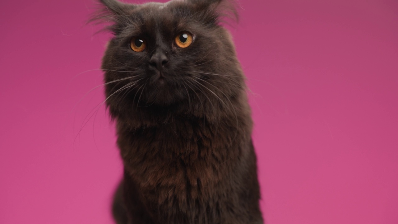 可爱的小梅蒂斯猫，黑色的皮毛看向一边，伸出舌头，舔着鼻子，移动尾巴，在粉红色的背景下看后面视频下载