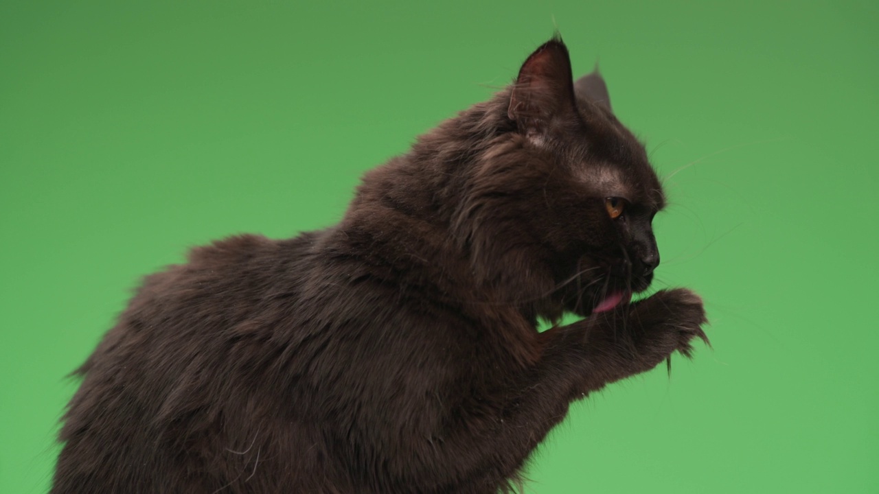可爱的小黑猫在绿色背景前坐着，舔爪子清洁清爽视频下载