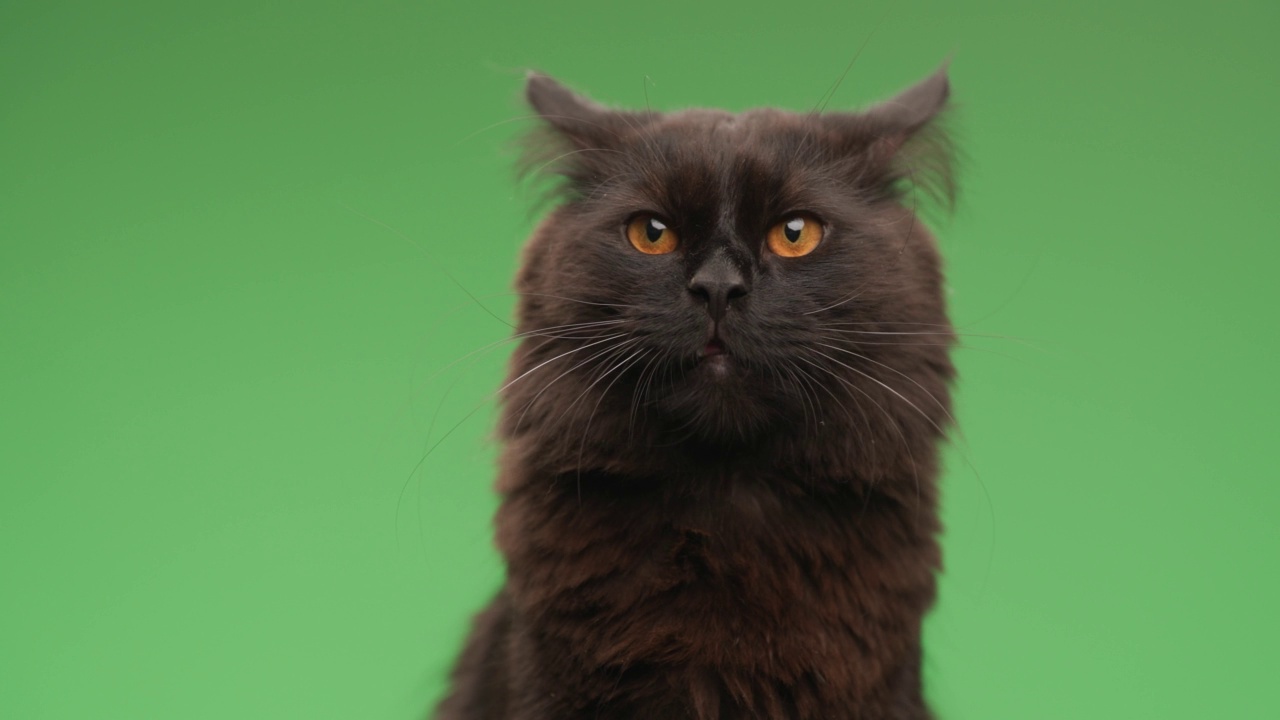 项目视频中可爱的黑色梅蒂斯猫伸出舌头，舔鼻子，看着别处，坐在绿色背景上视频下载