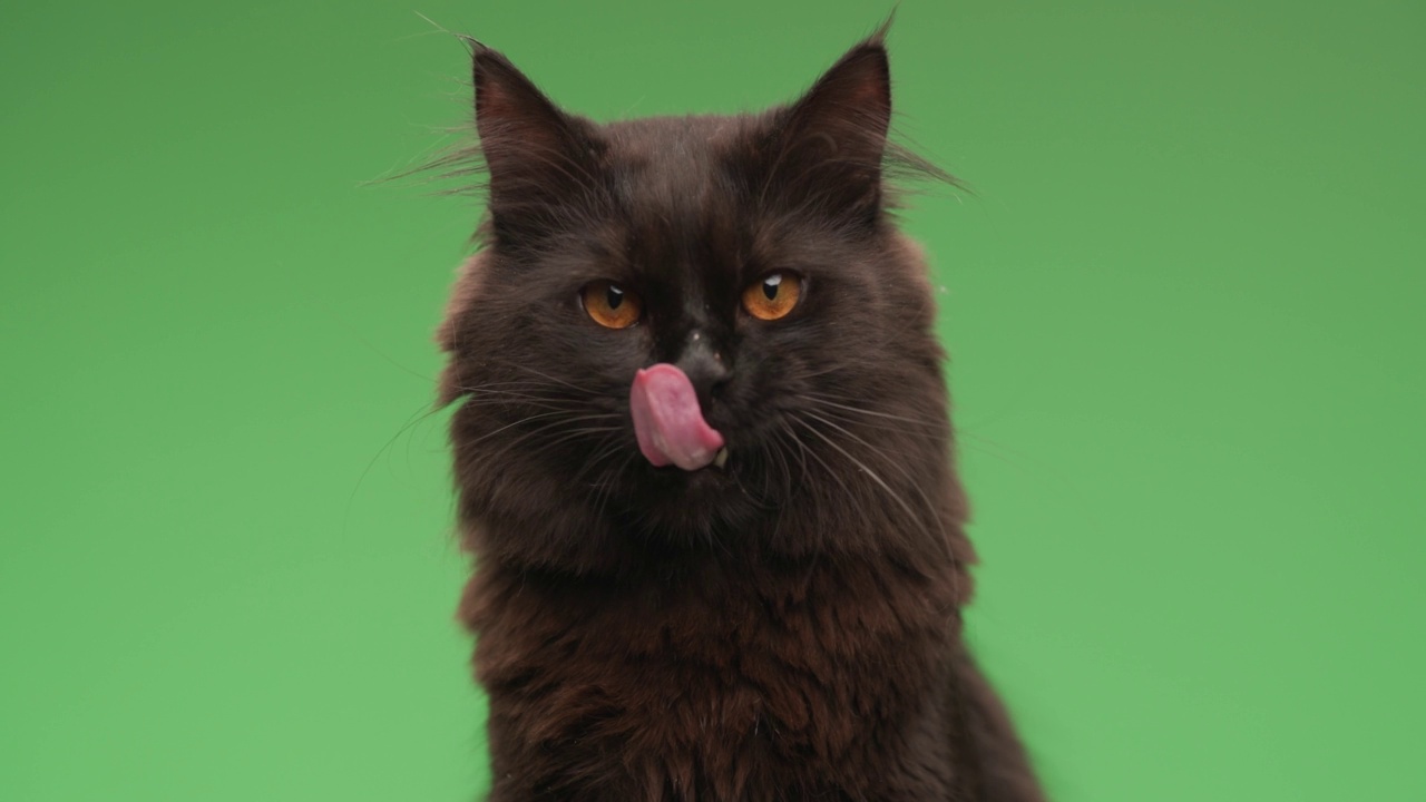 好奇的黑色小猫咪在画室的绿色背景前伸出舌头，舔着鼻子和皮毛，干净清爽视频下载