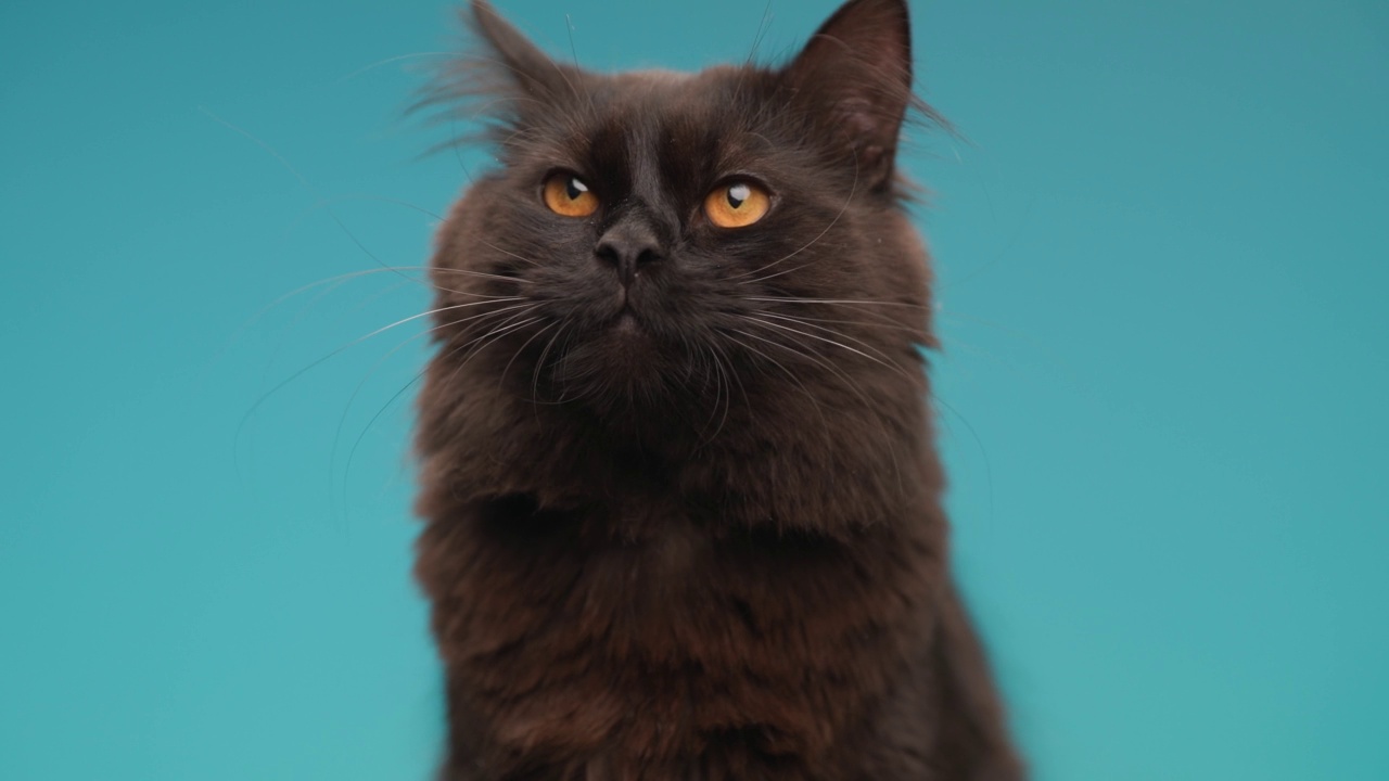 美丽的黑色梅蒂斯猫坐在工作室的蓝色背景前，一边看着一边向上，伸出舌头，舔着鼻子视频下载