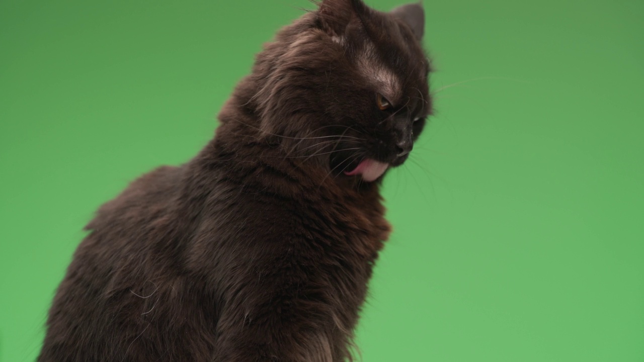美丽的黑色猫咪坐在侧视姿势，伸出舌头，舔着鼻子，在绿色背景前看着一边，舔着皮毛视频下载