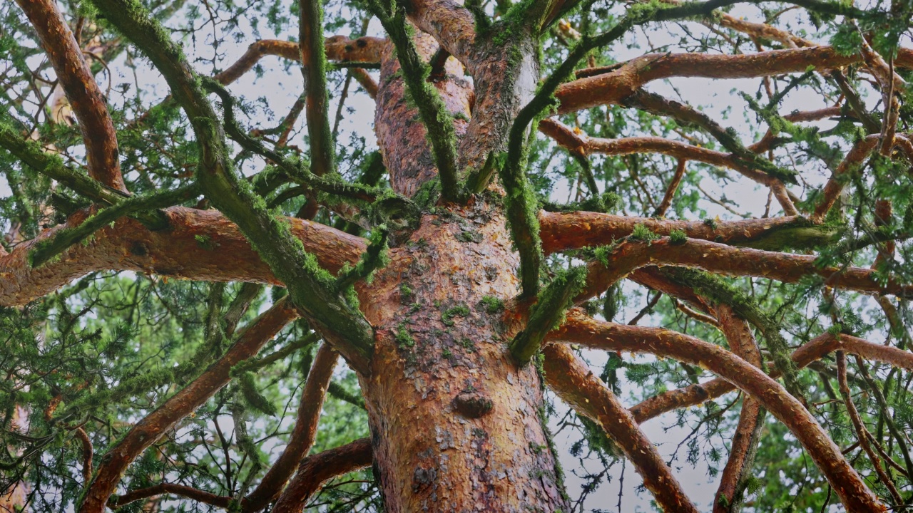 高大的老树，枝头长满青苔，雨水滴落，放松自然的视频视频下载