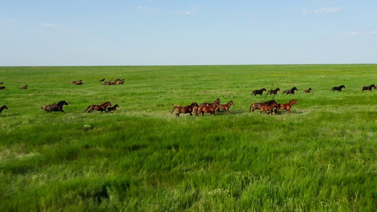 野马在美丽的绿草地上奔跑。一群马，野马在草原上奔跑的鸟瞰图。慢动作，10位彩色视频视频下载