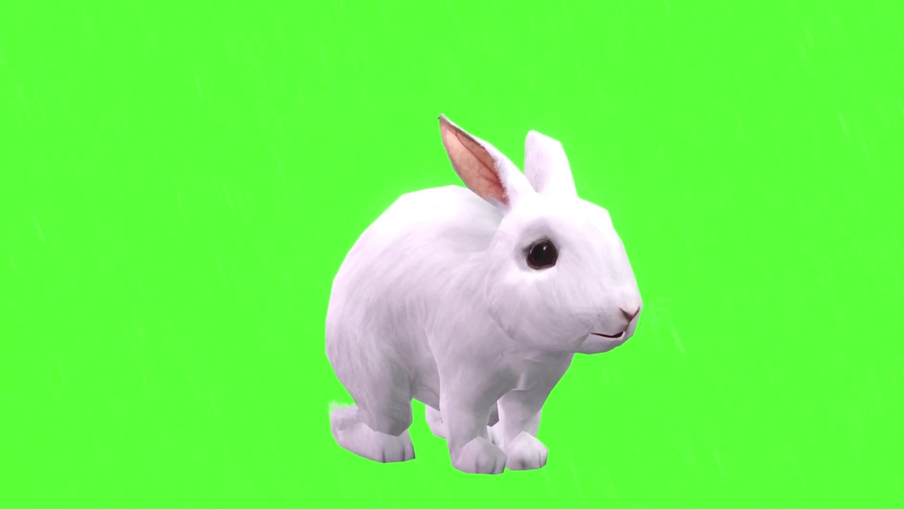 兔子在绿色屏幕上跳跃视频下载