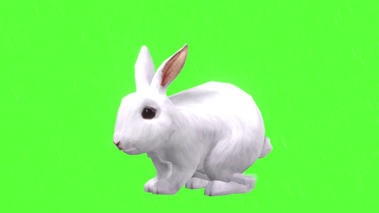 兔子看着绿屏幕视频下载