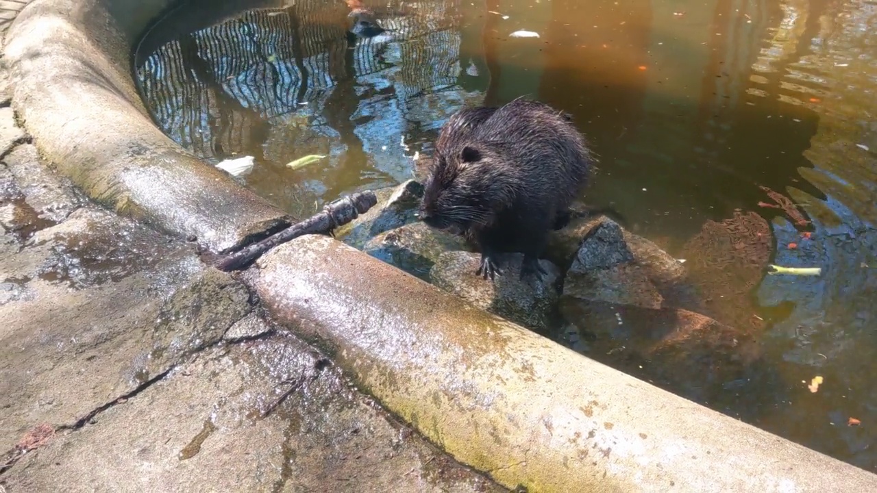 水獭在水里的特写。野外的海狸鼠视频素材