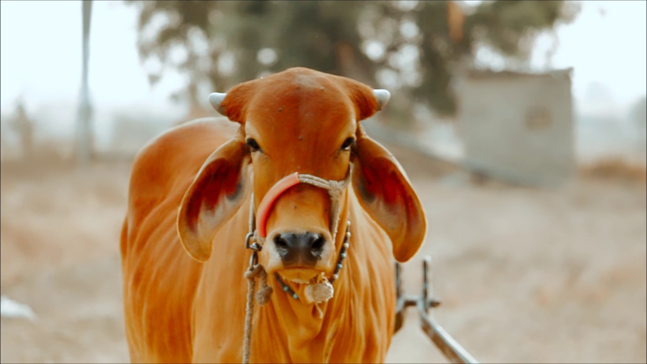看着镜头的奶牛，田野里的奶牛，印度拉贾斯坦邦的奶牛，农场上的奶牛，印度农村的牛棚，选择性聚焦视频下载