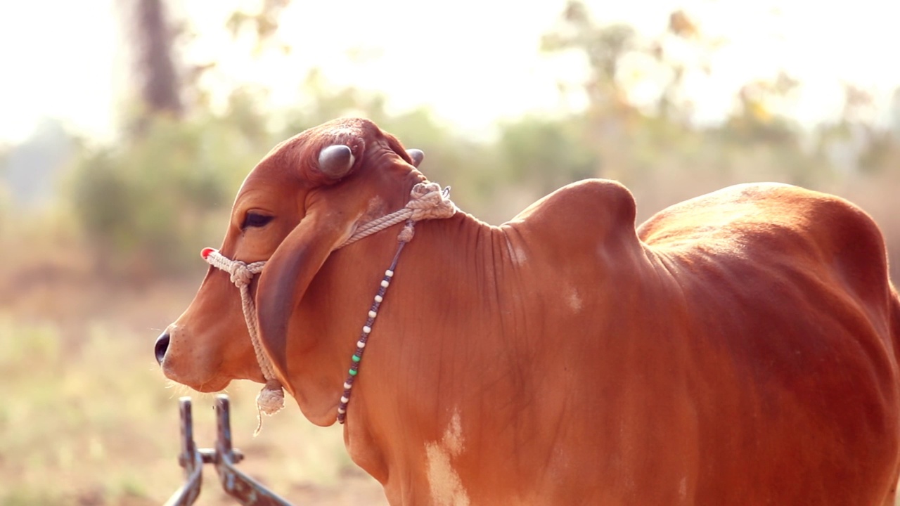 奶牛的美丽镜头，印度的女奶牛，婆罗门奶牛的美丽景色，农场里的奶牛，选择性聚焦视频素材