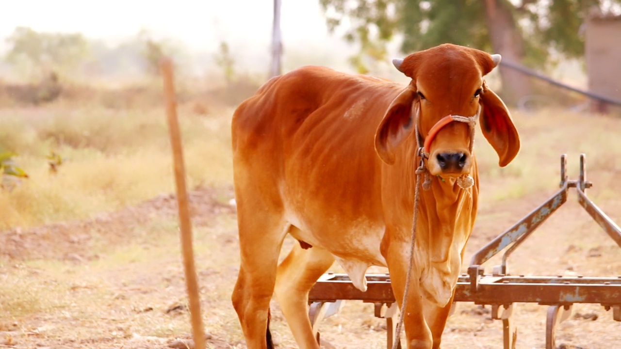 看着镜头的奶牛，田野里的奶牛，印度拉贾斯坦邦的奶牛，农场上的奶牛，印度农村的牛棚，选择性聚焦视频素材