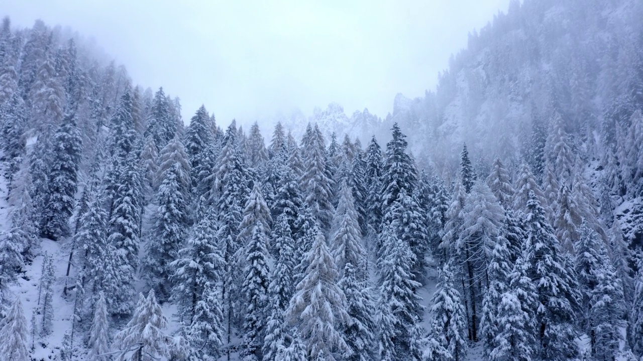 在意大利加迪纳山谷的森林中，空中向前拍摄冰冻的高大树木视频下载