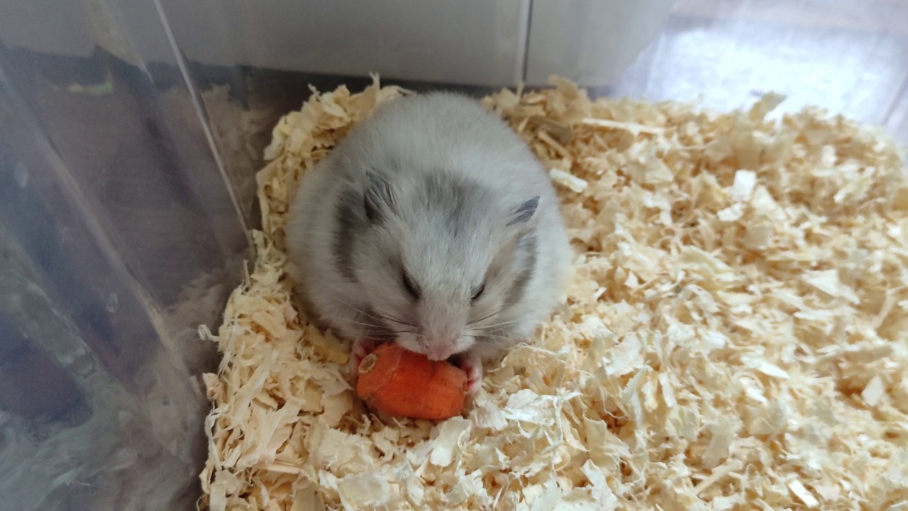 灰色叙利亚仓鼠吃胡萝卜视频素材