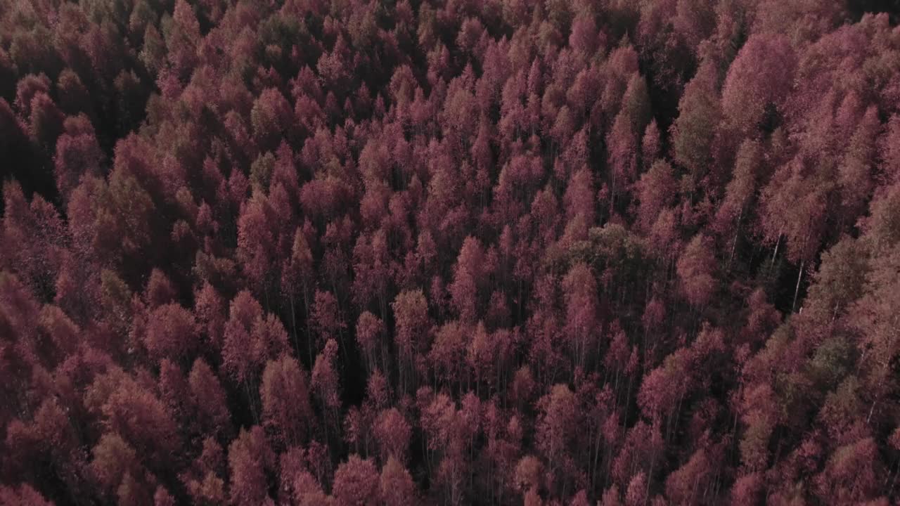 幻想乌拉尔的秋天粉红色森林视频下载