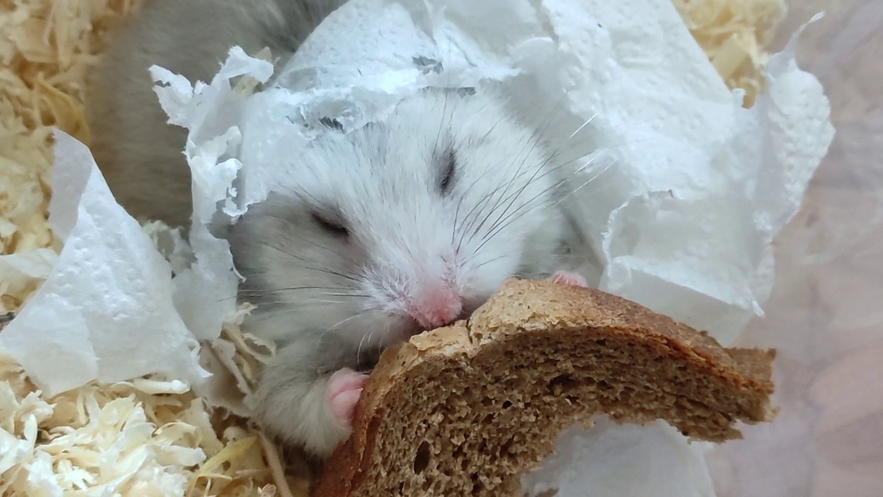灰色的叙利亚仓鼠吃一片面包包裹在锯屑和餐巾，特写视频视频素材