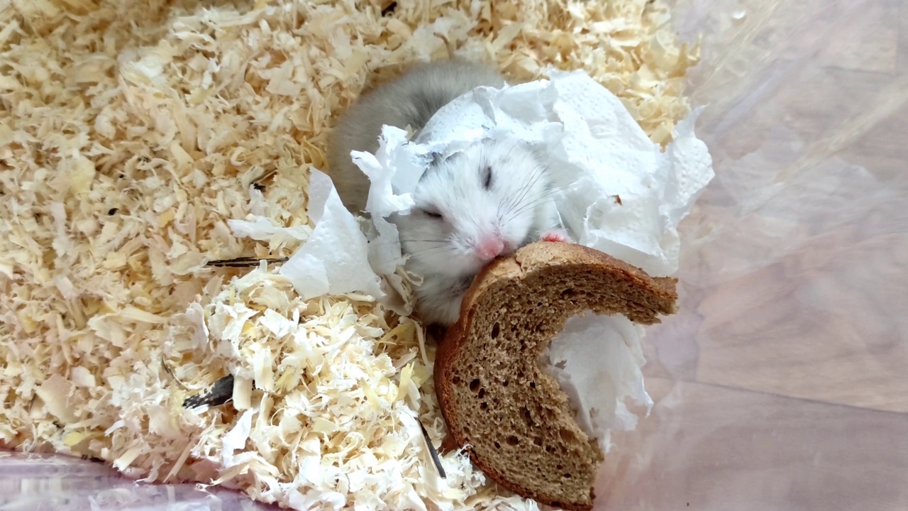 一只灰色的叙利亚仓鼠正在吃一片面包，面包上裹着锯末和餐巾视频素材