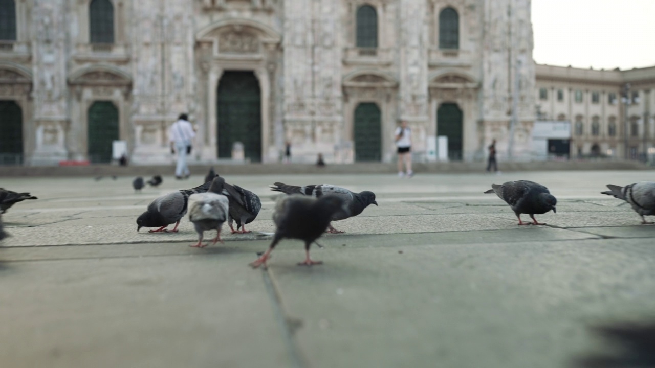 米兰城市广场上的鸽子视频素材