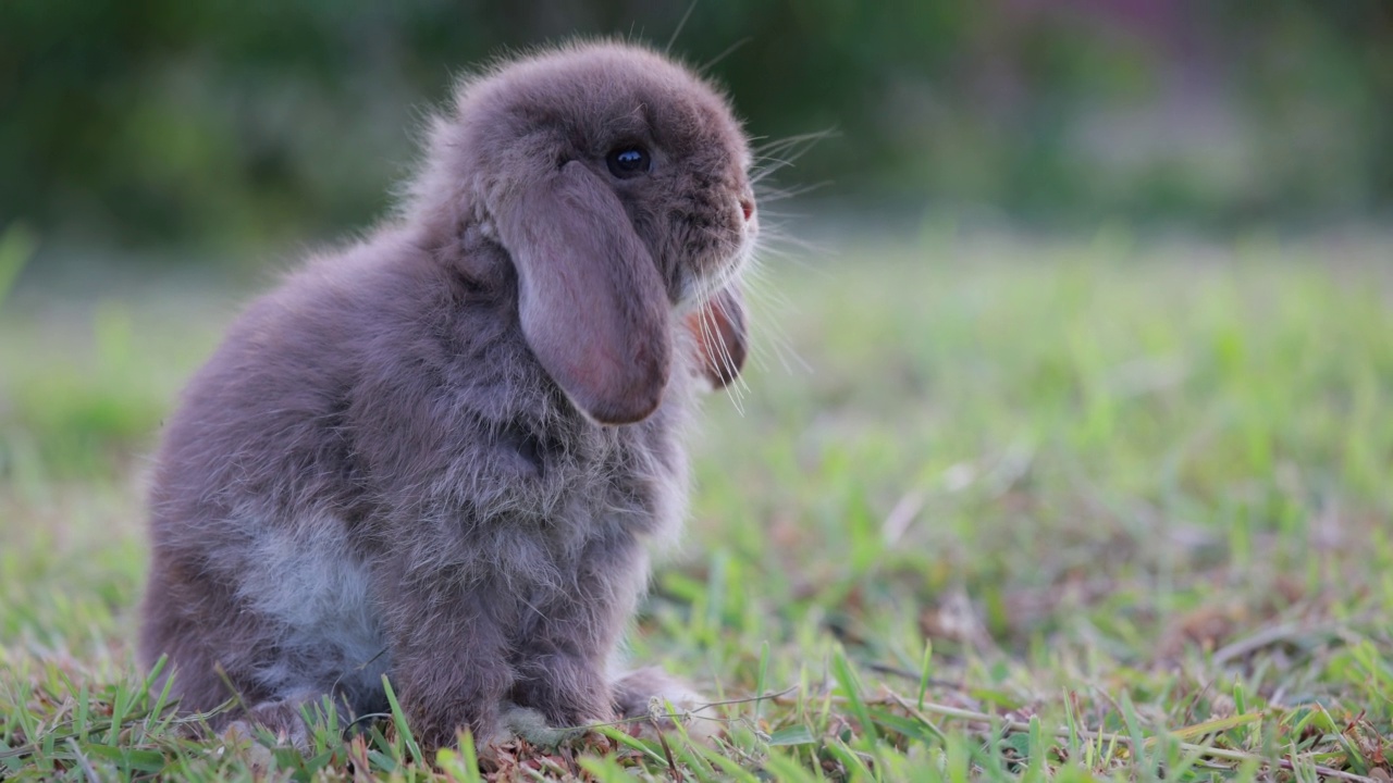 慢镜头，复活节兔子在草地上清洁自己视频下载