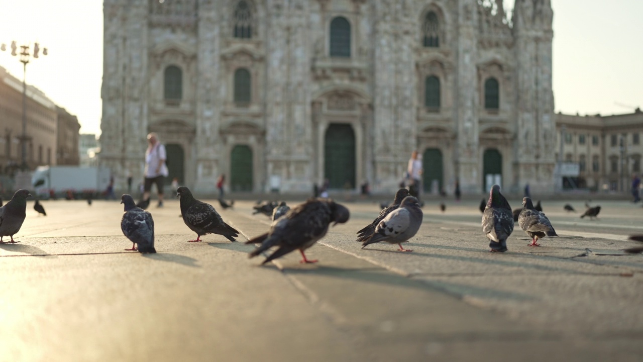 黎明时分，大教堂广场上的鸽子视频素材
