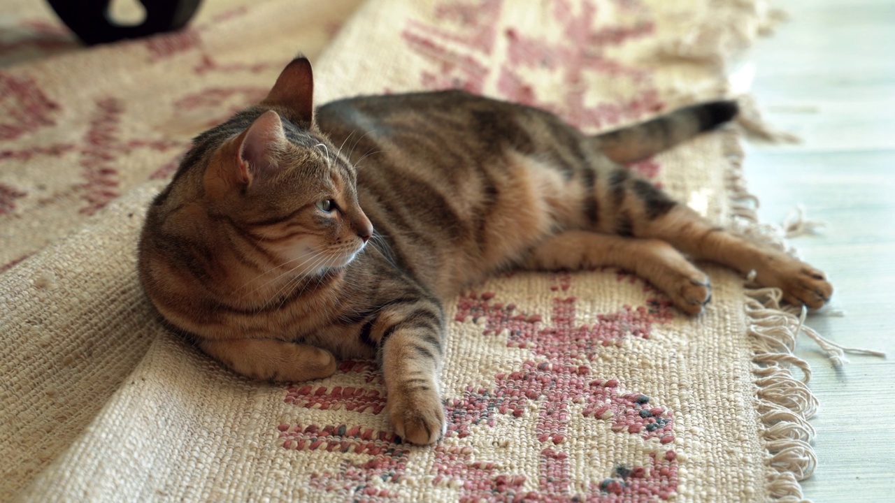 漂亮的棕色猫躺在地毯上视频下载