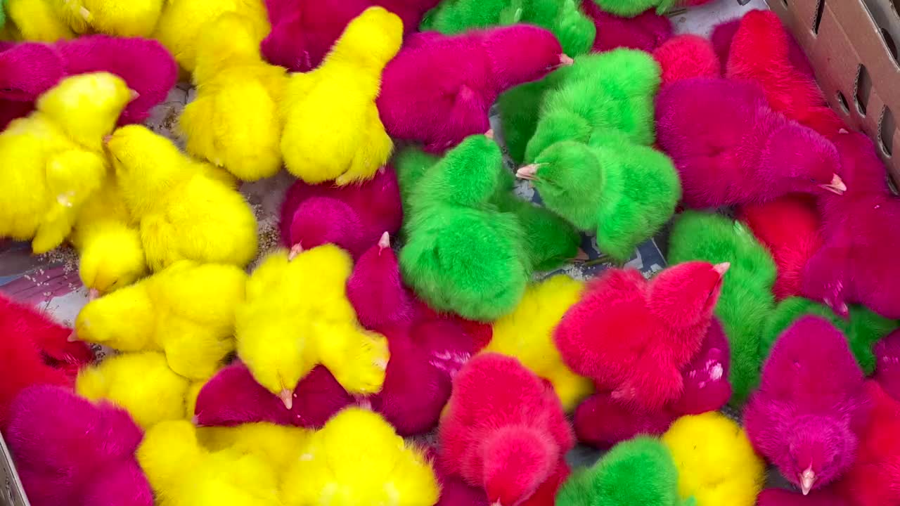 幼鸟，许多颜色，红，绿，黄的颜色。视频下载