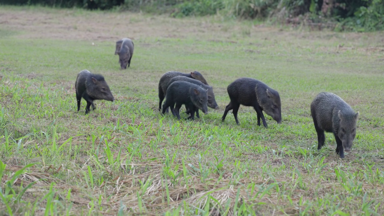 黄昏时分，一群带项圈的野猪穿过科科瓦多的一片空地靠近视频素材