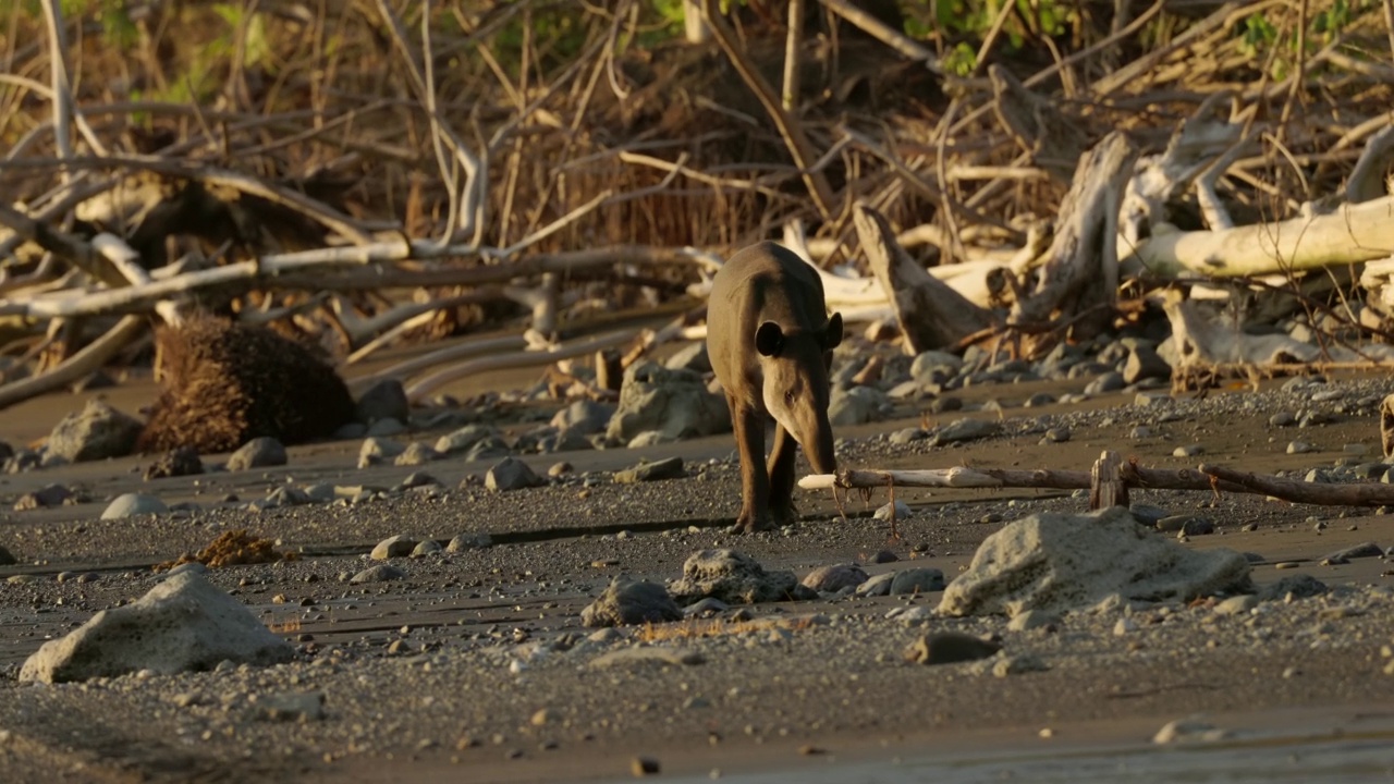 日落跟踪拍摄的貘沿着塞丽娜车站的海滩散步视频素材