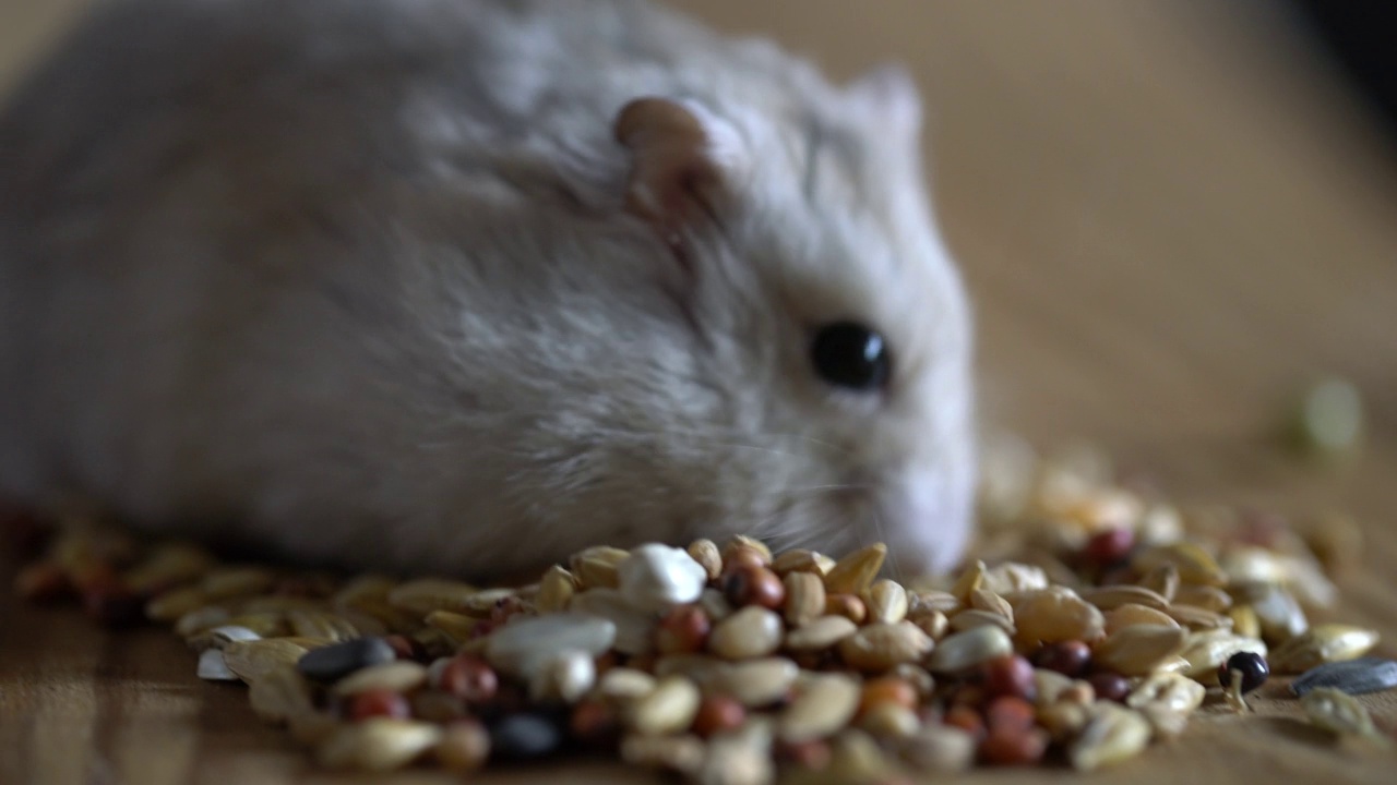 仓鼠吃谷类食物视频素材