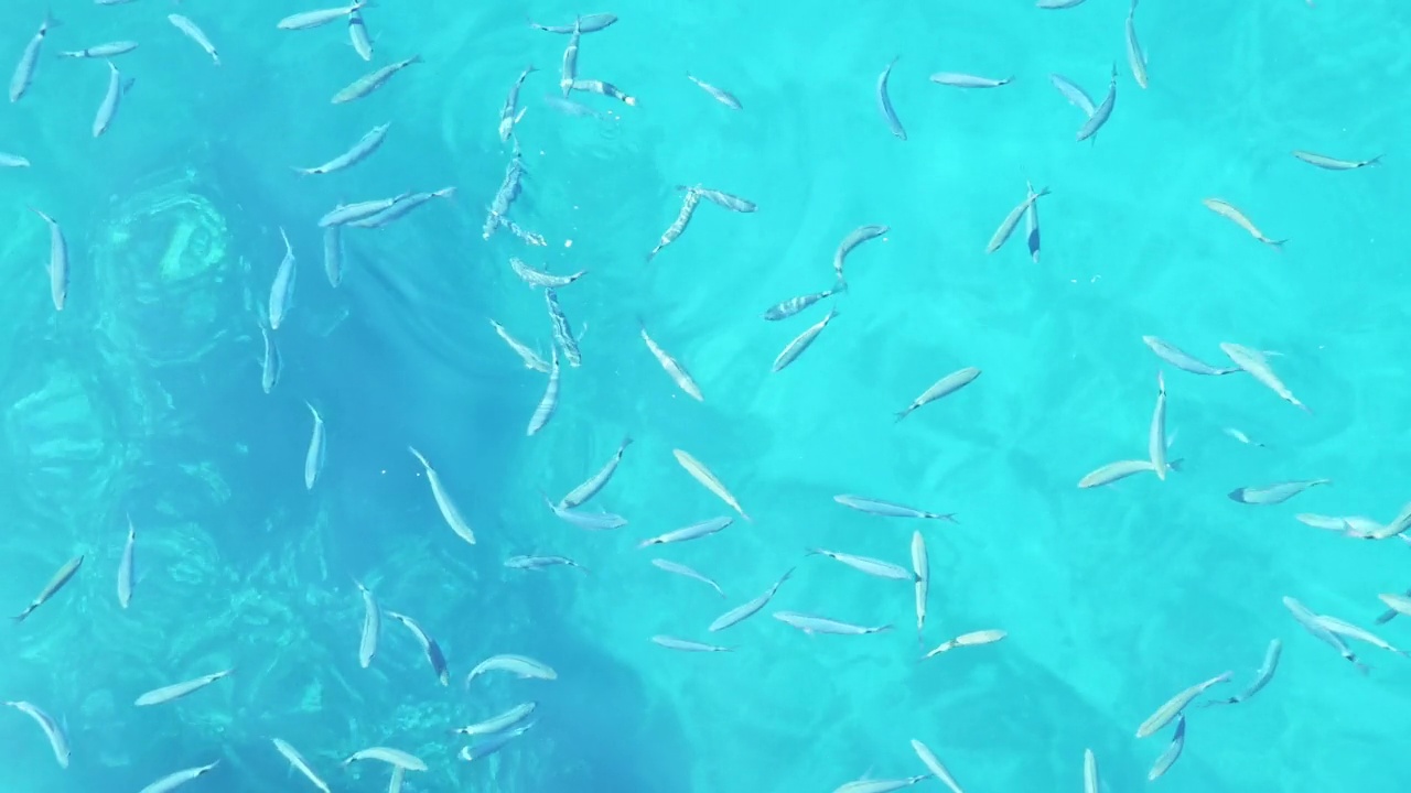 一群奇异的鱼在海里游泳，在水面上等待食物，俯视图视频素材