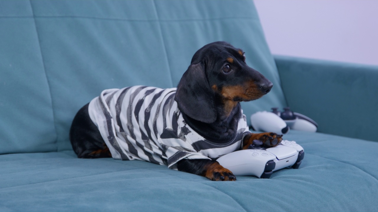 穿着条纹t恤的有趣的腊肠狗狗在玩硬游戏的时候，积极地按下游戏控制器的按钮。赌博成瘾或空闲时间娱乐。视频下载