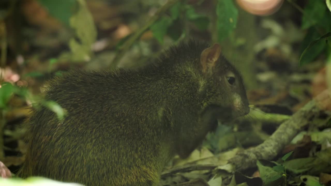 刺豚鼠坐在森林的地面上，在科尔科瓦多为自己梳理毛发视频下载