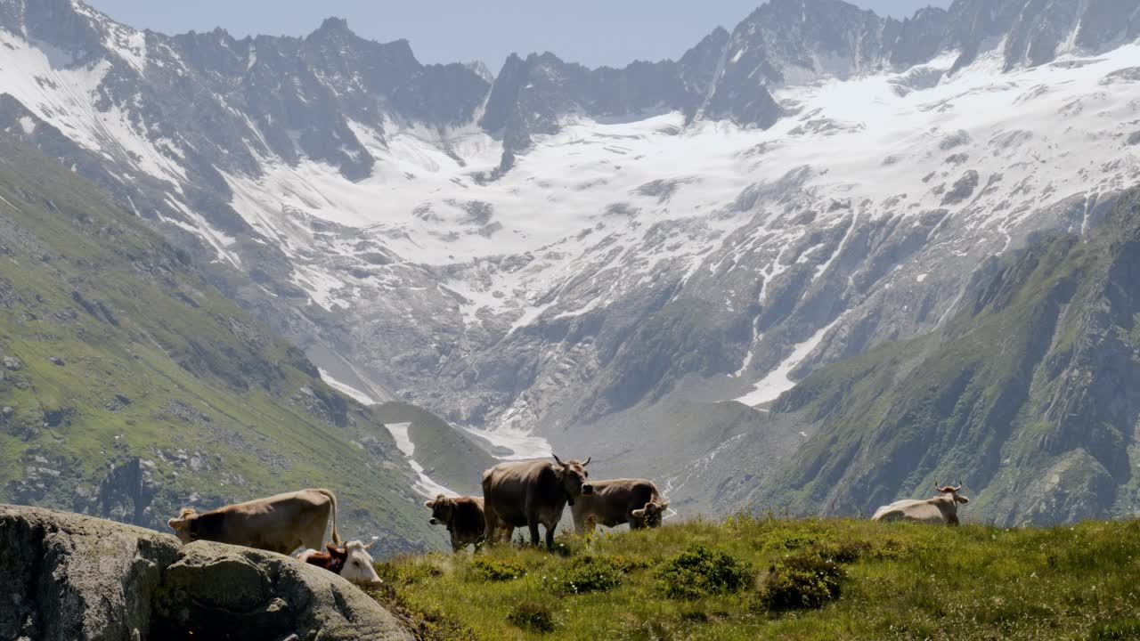 牛群在牧场上吃草，瑞士视频素材