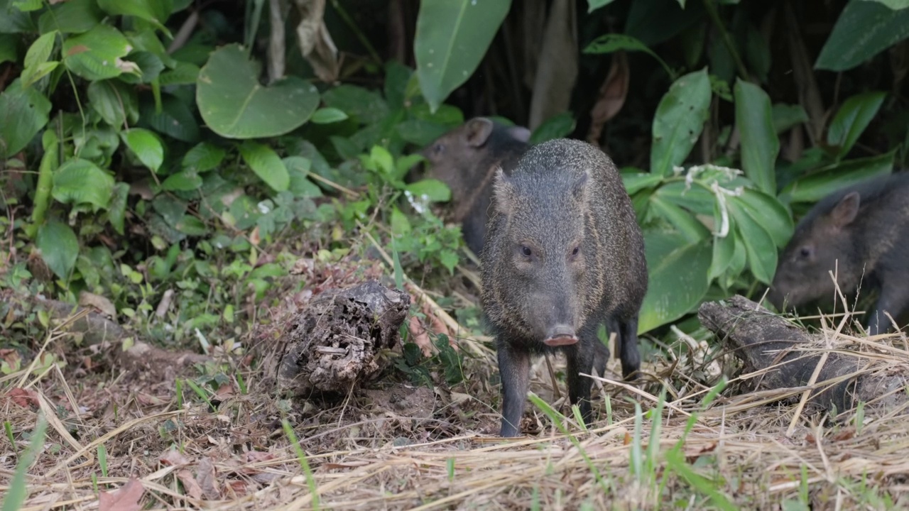 黄昏追踪拍摄到一只正在科尔科瓦多觅食的有领野猪群视频素材