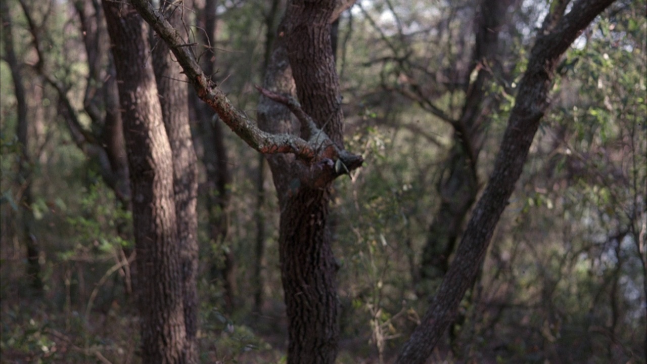中等角度的蜜蜂在树前飞来飞去，背景是森林视频素材