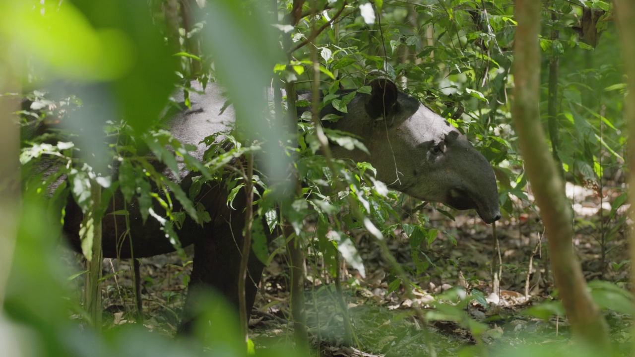在热带雨林的一片阳光下，一只贝尔德貘的特写镜头视频素材