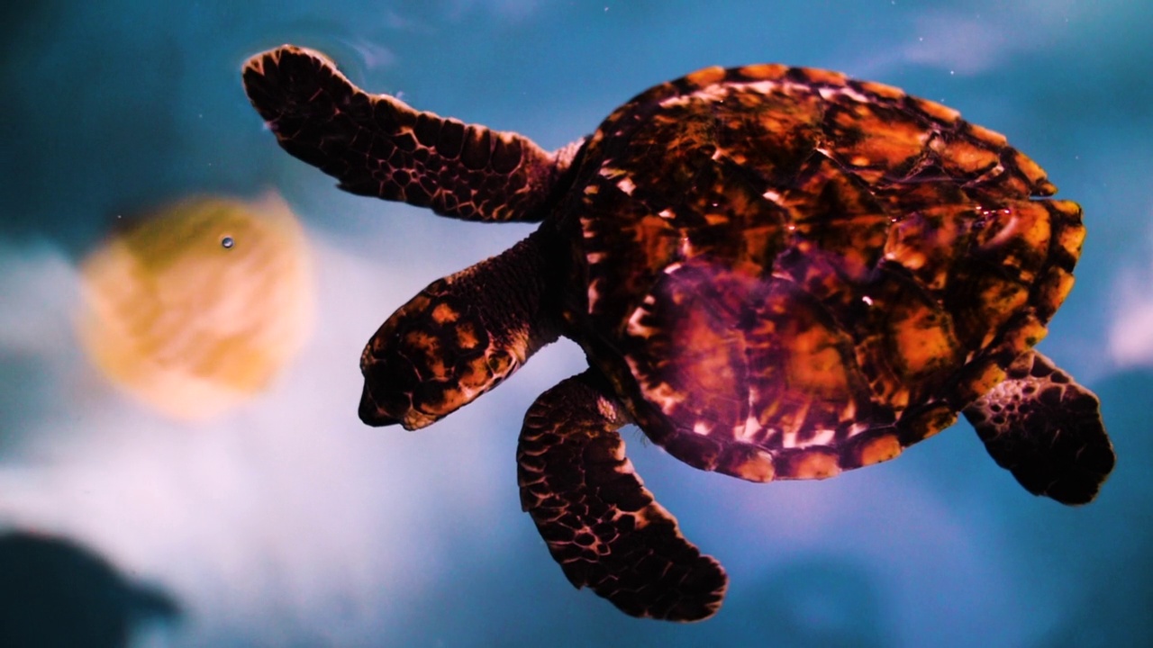 慢动作拍摄图案龟在海里游泳-大堡礁，澳大利亚视频下载