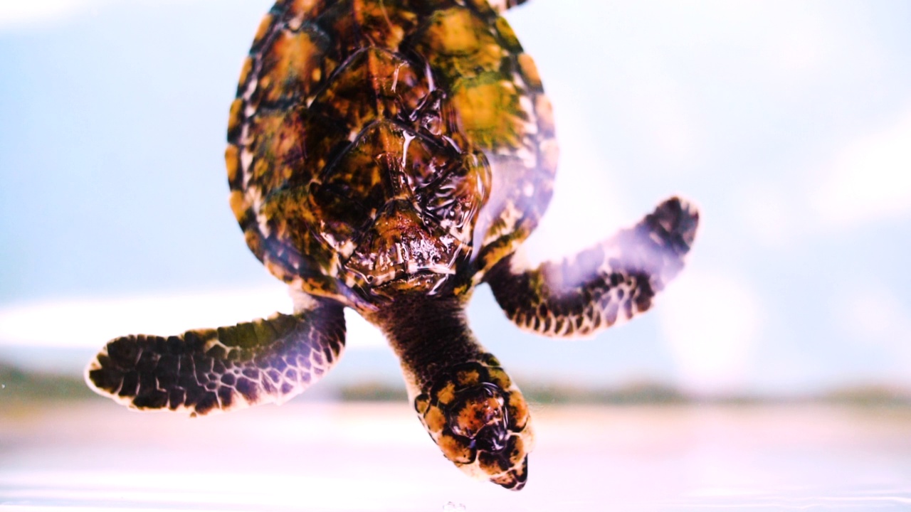 澳大利亚大堡礁海底图案龟的慢动作上一级封锁镜头视频下载