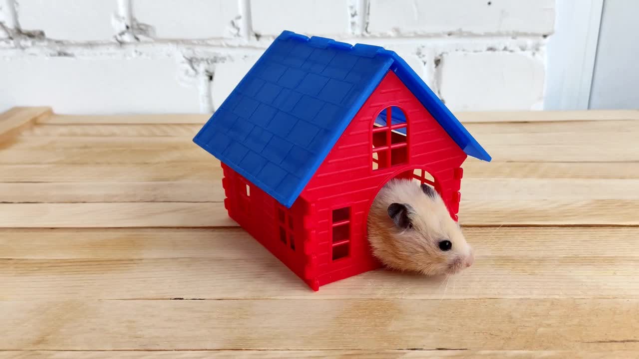 可爱的叙利亚仓鼠在房子里玩啮齿类动物视频素材