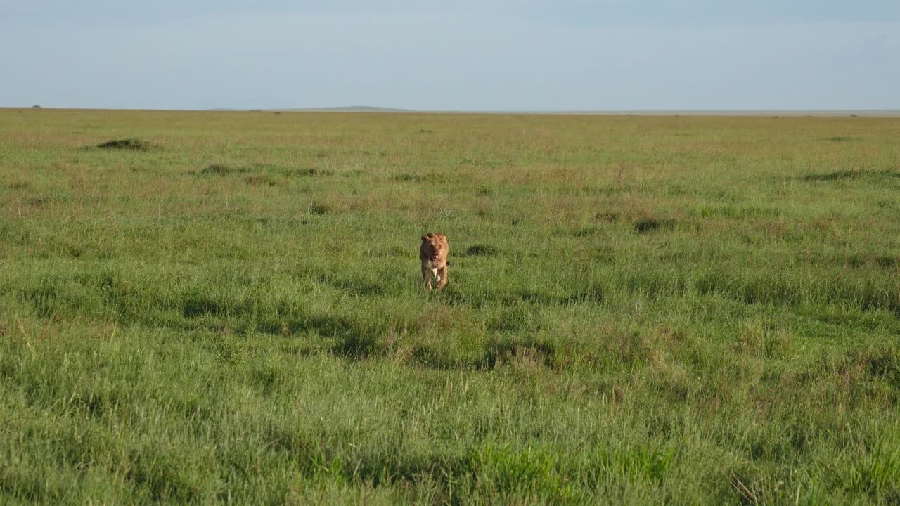 非洲狮在捕食猎物后走过牧场视频下载