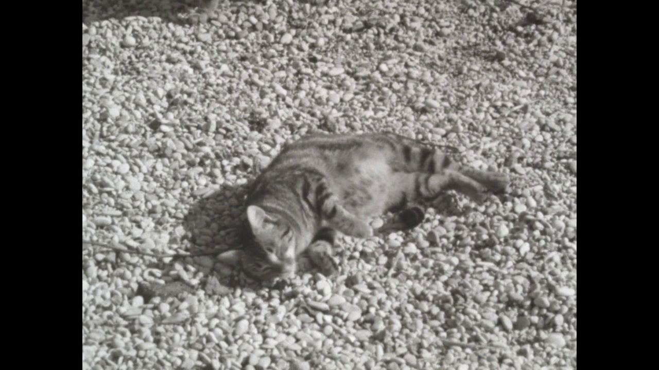 1963年的意大利，可爱的小猫在户外休息视频下载