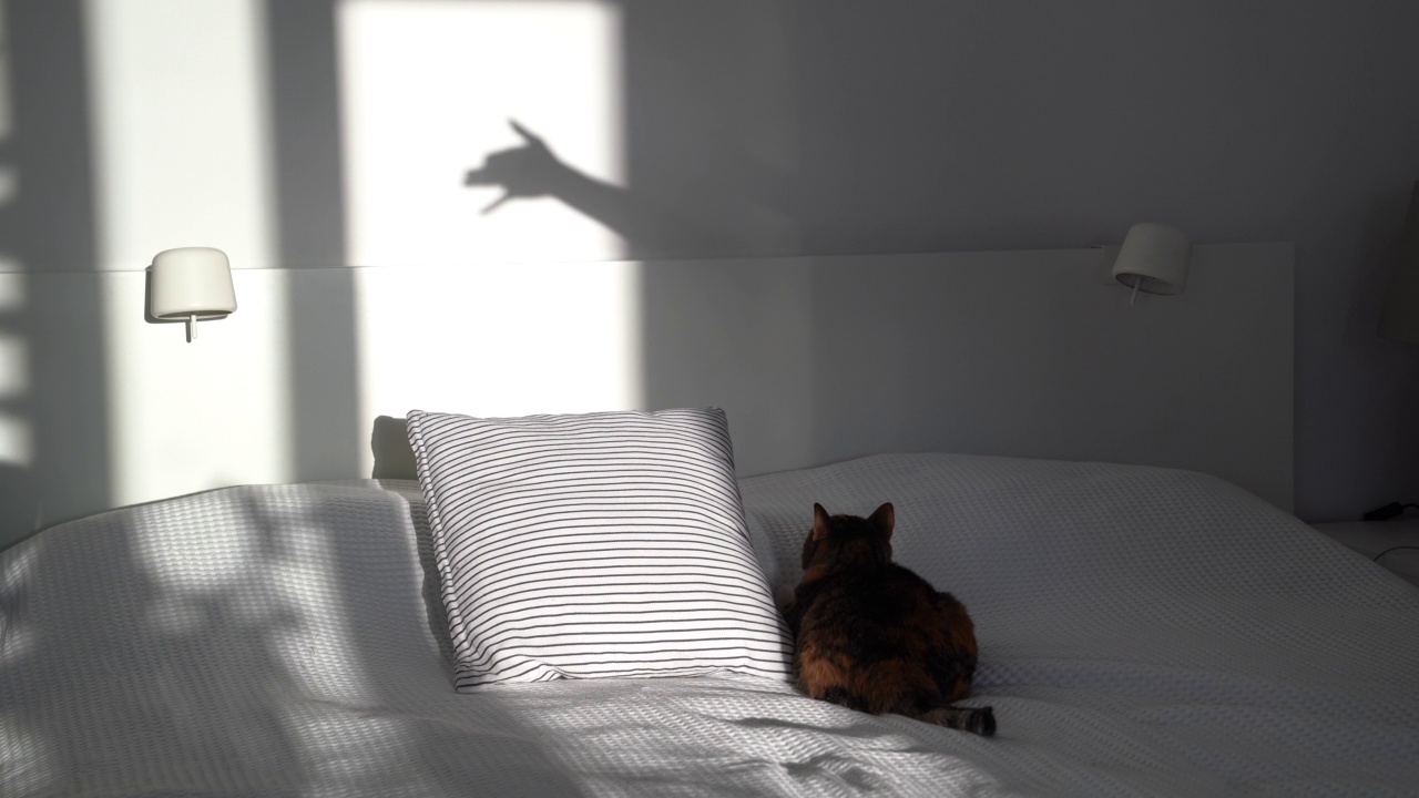 好奇的猫咪躺在枕头旁的大床上，和主人玩手影游戏视频下载