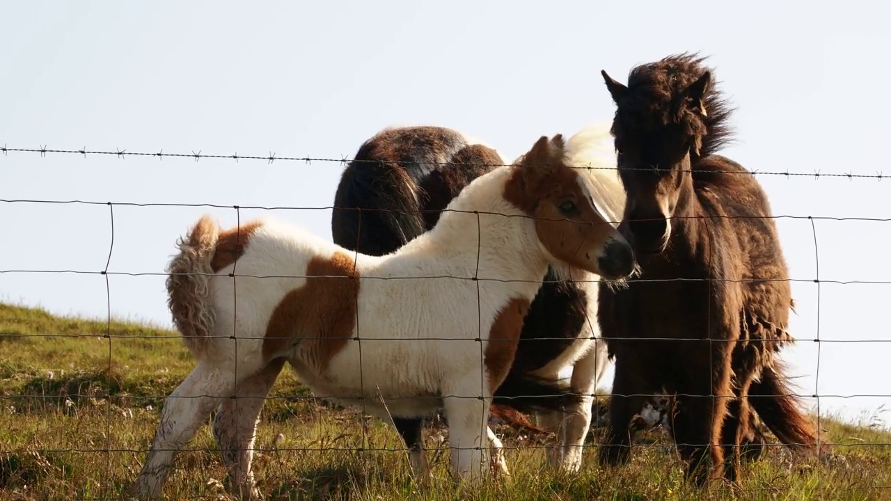 在英国苏格兰设得兰大陆的墙壁附近，一匹设得兰小马。视频下载
