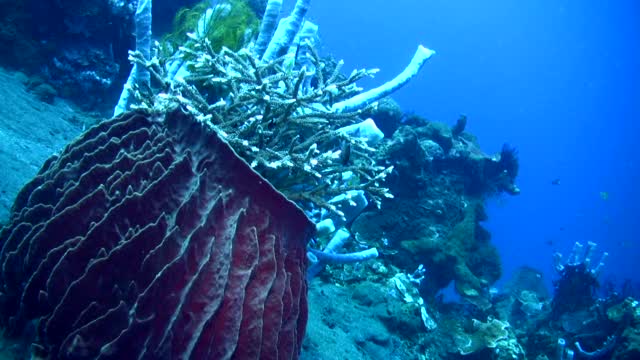 巨大的桶状海绵(Xestospongia testudinaria)充满了珊瑚视频下载