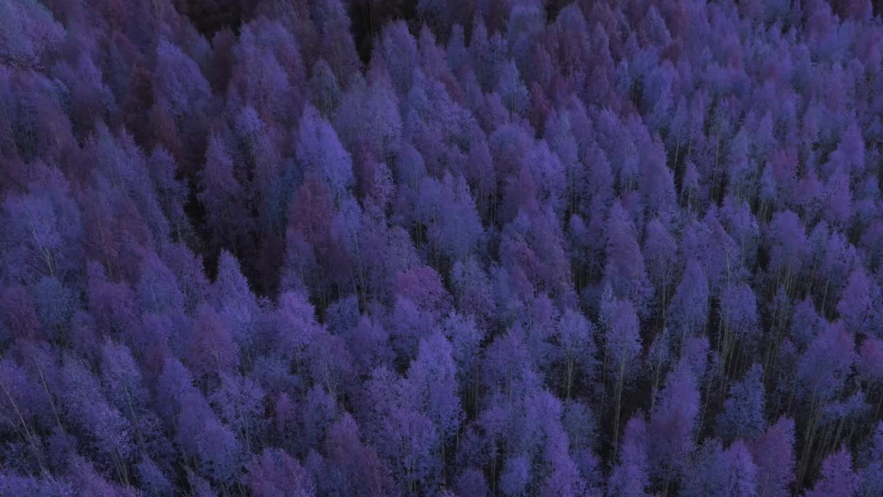 乌拉尔秋天的梦幻蓝色森林视频下载