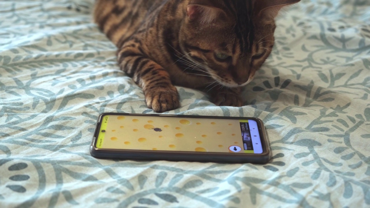 猫在看智能手机里的老鼠。申请的猫视频下载