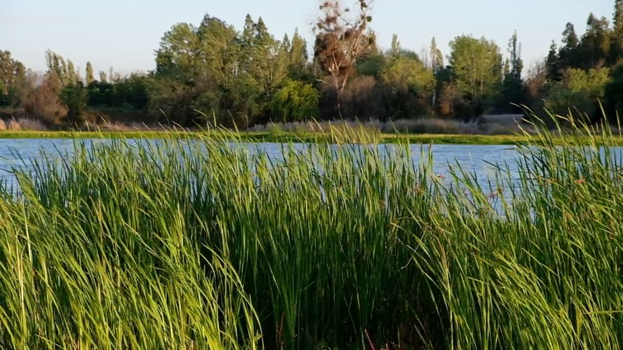 绿油油的小草随风飘荡，背后是一条柔和的河流。视频素材
