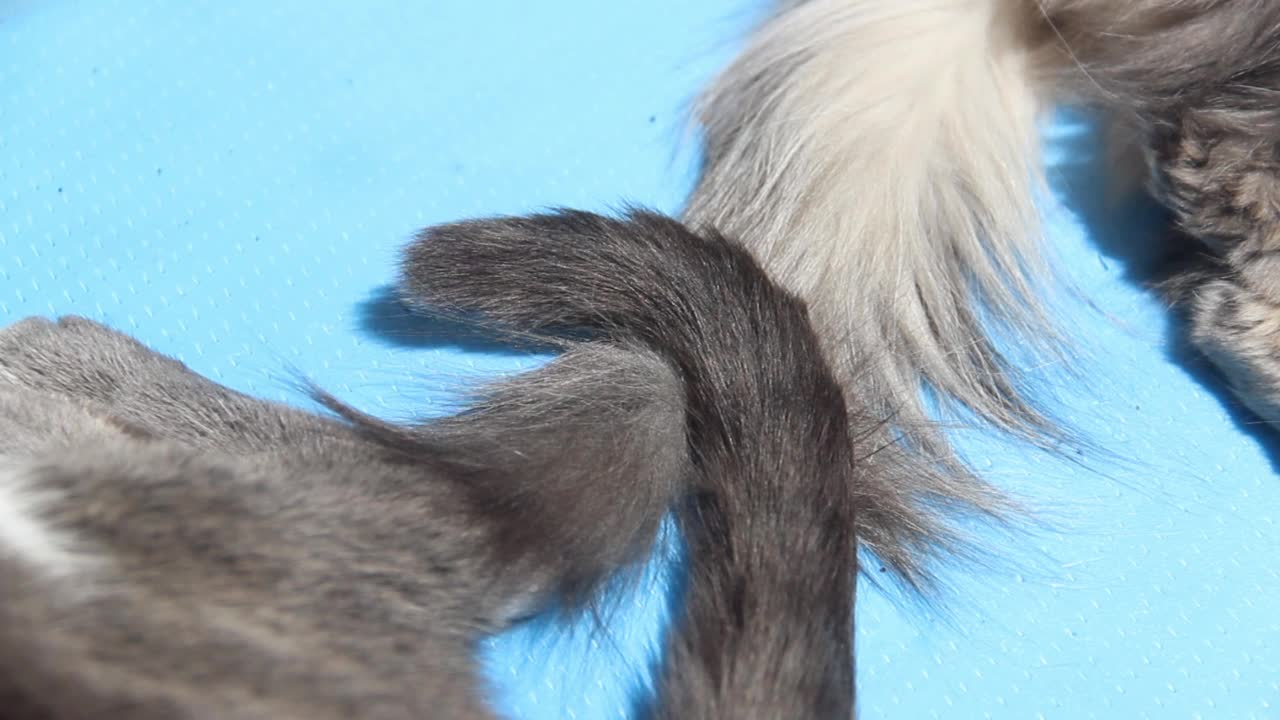 两只猫的尾巴互相触碰并做出反应视频下载