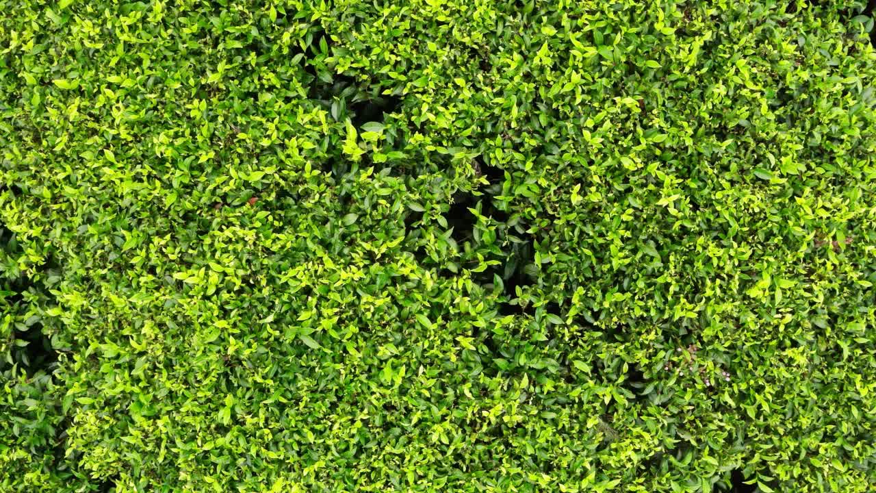 4K无人机拍摄的视频显示斯里兰卡的茶园里长着一望无际的绿色茶树。视频下载