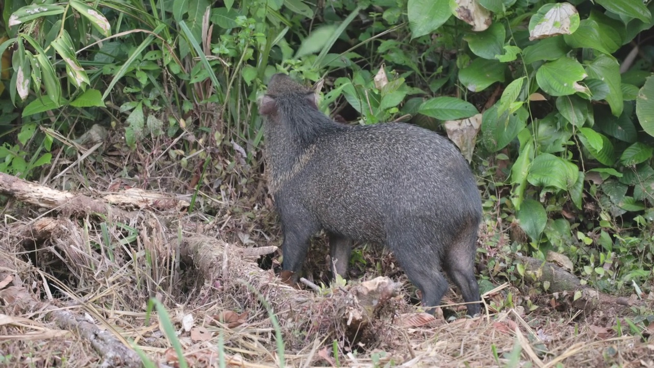 在科尔科瓦多的热带雨林中，一只项圈pecrary正在觅食视频素材