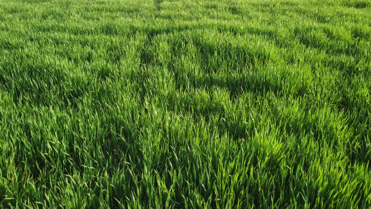 鸟瞰乡村绿色麦田。夕阳下的麦田在风中飘荡。年轻和绿色小穗。大麦是自然界的作物。农学、工业和粮食生产视频下载
