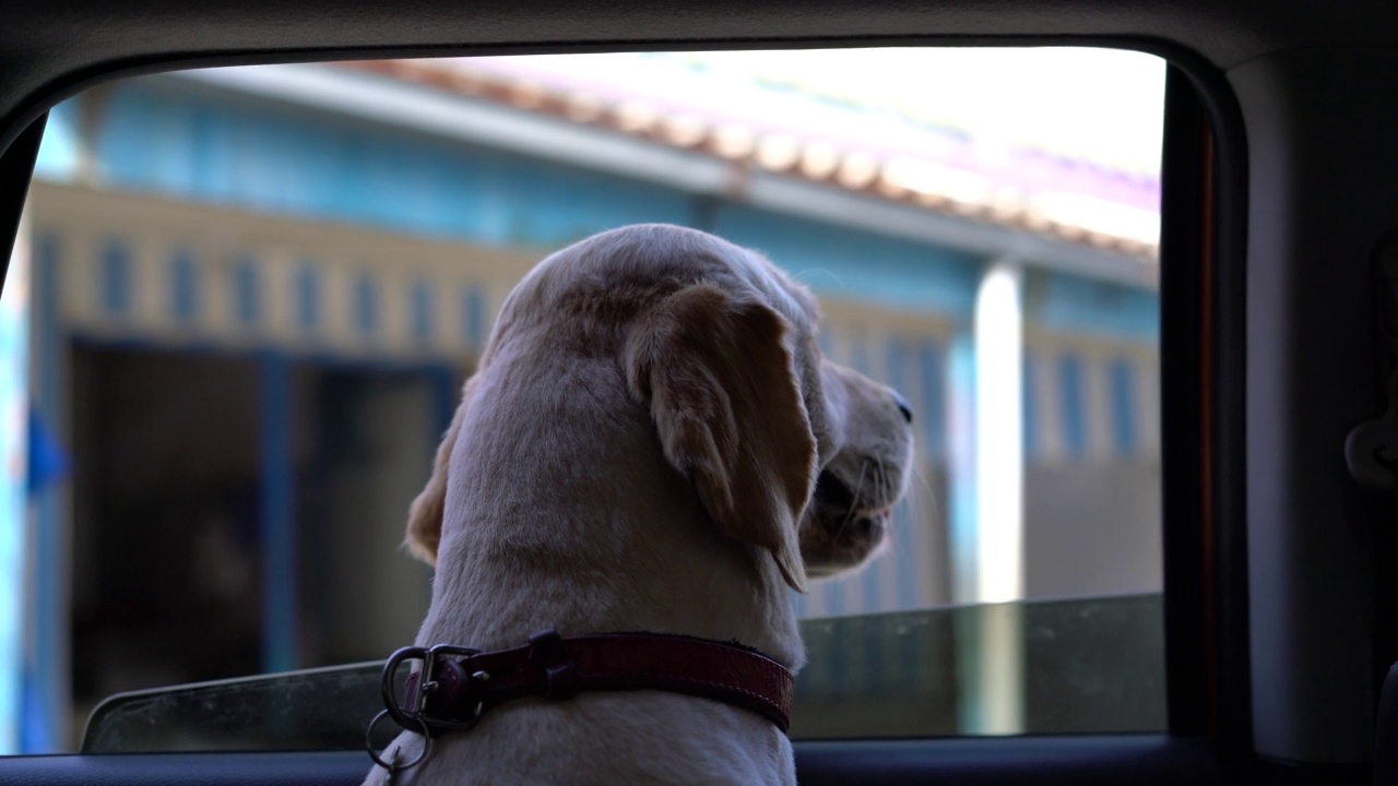 金毛獵犬在行駛途中向車窗外張望視頻素材